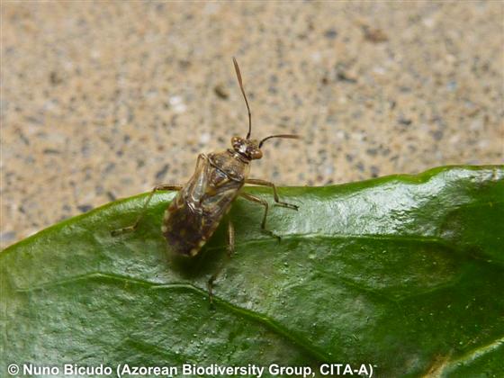 Liorhyssus hyalinus (Fabricius, 1794)